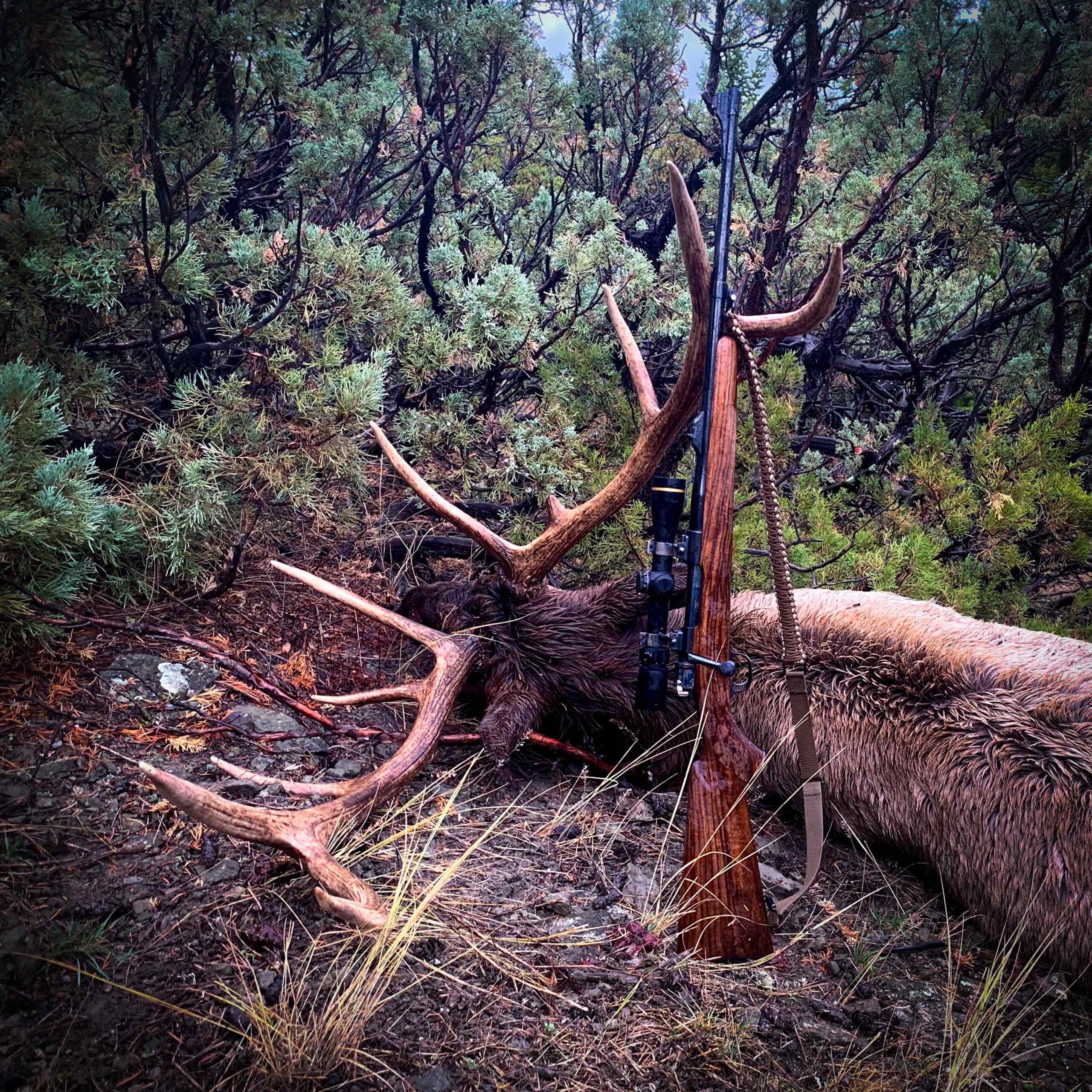 Solo Elk Success My First Bull Gunsmithing Journal